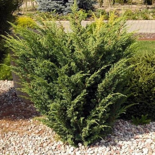 Juniperus chinensis 'Plumosa' - Hiina kadakas 'Plumosa' C2/2L
